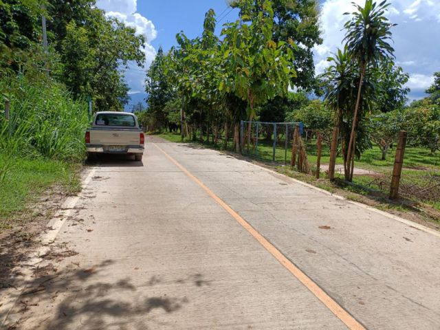 สวนมะม่วงทำเงิน 4 ไร่ 74 ตรว. หนองหาร สันทราย ผลผลิตพร้อมเก็บเกี่ยว