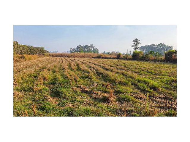 ที่สวย ทำเลดี ใกล้ชุมชน อ.ภูเรือโฉนด ไร่ละ 230000 ดินดำ น้ำดี ทำบ้านสวนการเกษตรได้สบาย