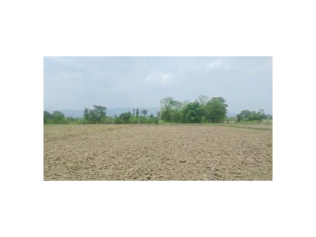 ขายที่นาสันโป่งแม่ริมห่างถนนหลักเพียง 500เมตร พร้อมโอน