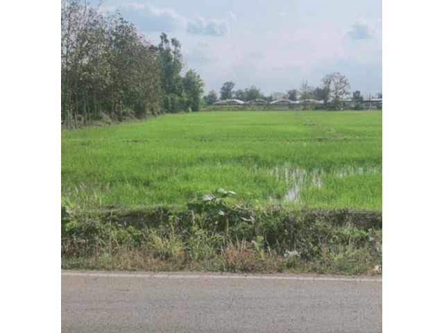ขายที่ดินตำบลแช่ช้างสันกำแพงจัดสรรขายกำไรดีพร้อมโอน
