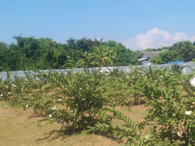 ขายที่ดินตำบลหนองตองหางดงในหมู่บ้านเชียงแสนพร้อมโอน