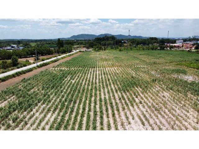 ขายที่ดินหนองไผ่แก้ว บ้านบึง ชลบุรี