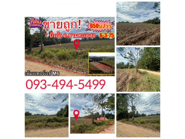 ขายถูก (จำเป็นต้องขาย) ที่ดินขามทะเลสอ บ้านบึงอ้อ ศักยภาพยอดเยี่ยม ราคาดี๊ดี ใกล้มอเตอร์เวย์