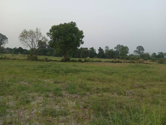 ขายที่ดินที่นา มีทางสาธารณะเข้าถึง มีไฟฟ้าประปา มีเพื่อนบ้านไม่เปลี่ยว