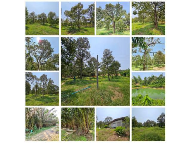 ขายสวนทุเรียน เขาสุกิม เนินมะหาด  ตำบลเขาบายศรี อำเภอท่าใหม่ จันทบุรี