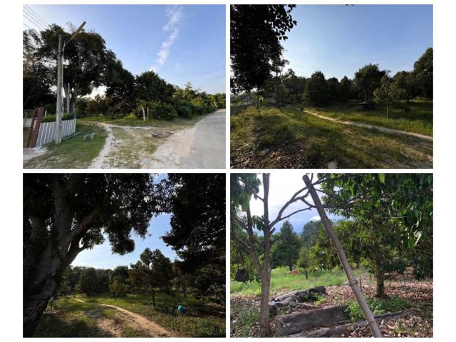 ขายที่สวนทุเรียน เมืองระยอง ติดแหล่งน้ำธรรมชาติ ใกล้ทะเล ด้านหลังเป็นเขายายดา เนื้อที่ 4 ไร่ 3 งาน 29 ตร.ว. ไร่ละ 2.5 ลบ