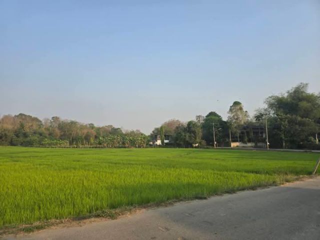 ขายที่นาบ้านห้วยทรายแม่ริมใกล้โรงเรียนนานชาติวิวท้องนาราคาถูก