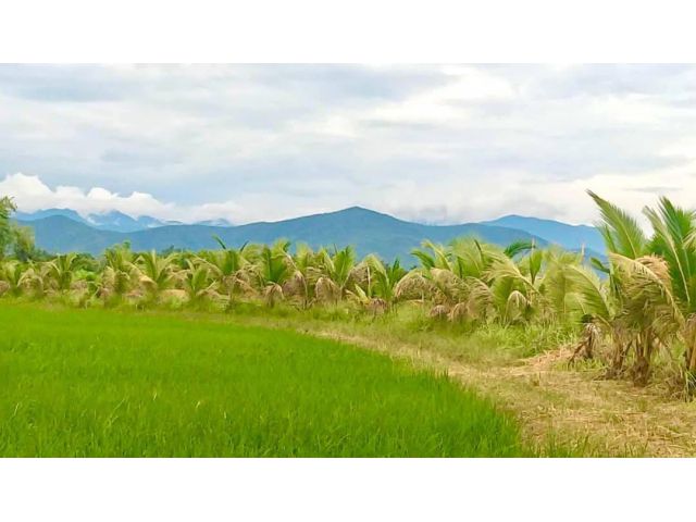 ขายที่นาบ้านห้วยทรายสันกำแพงใกล้ อบต สันกำแพง พร้อมโอน