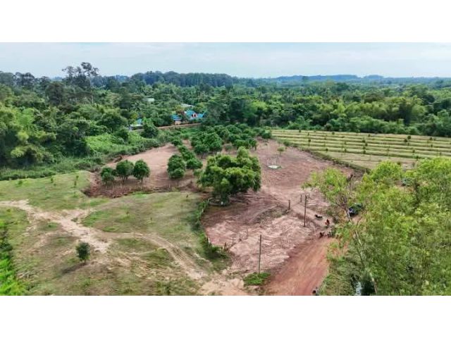 ️ขายดิน+สวนมะยงชิด 3 ไร่ ต.โคกกรวดอ.ปากพลีจ.นครนายก  ️ที่ดิน เหมาะสำหรับ ทำบ้านพักตากอากาศ  ️บ้านสวนวัยเกษียณ