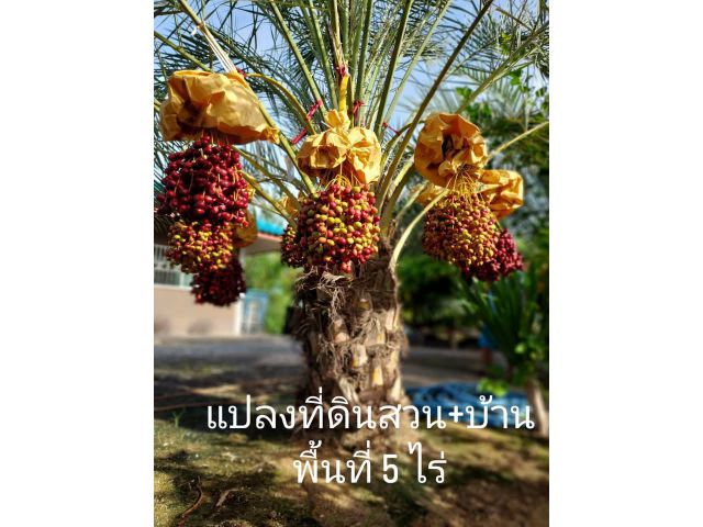 ขายบ้านพร้อมอยู่ +สวนผสม+สวนอินทผาลัมอายุ5 ปีพร้อมให้ผลผลิต