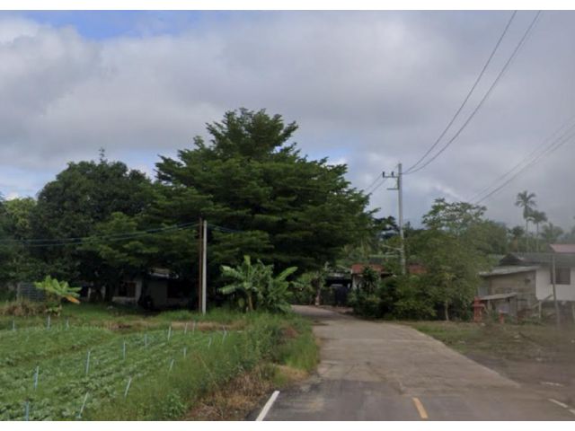 ขายที่ดิน5ไร่ ไร่ละ1.3ล้านบาท  อยู่คลองม่วง เขาใหญ่