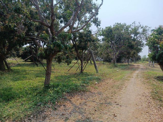 ขายที่สวนลำใยสารภีติดถนนบ้านพญาชมภูสารภีพร้อมโอน
