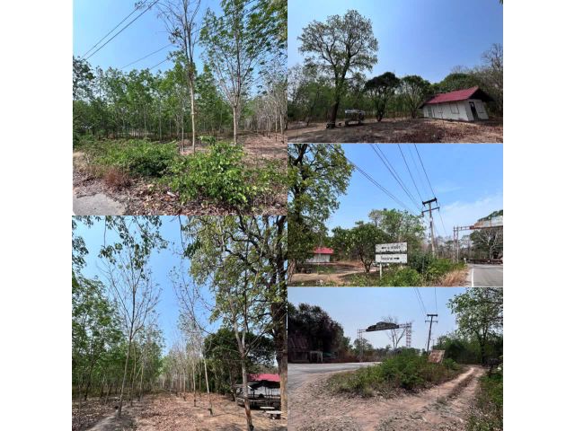 ขายที่ดิน 7ไร่ สวนยางทำเลดีมาก !!! ติดถนน3แยก เหมาะทำบ้านสวน คาเฟ่ อ.ห้วยผึ้ง