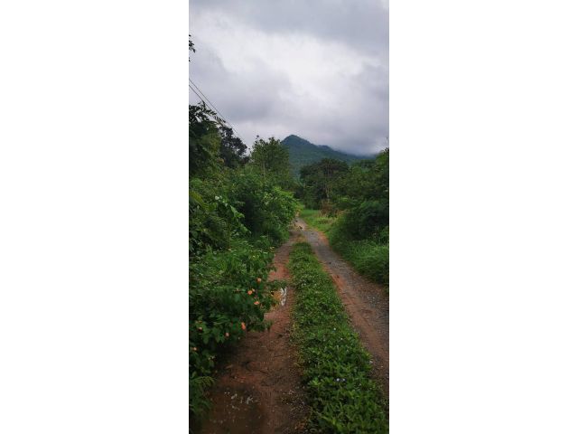 ขายที่ดินพร้อมต้นสัก25 ไร่
