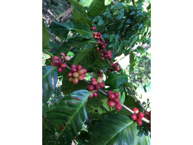 L485-ขายสวนกาแฟอาราบิก้า 44 ไร่ ติดถนนเชียงใหม่-เชียงราย ต.ป่าเมื่ยง อ.ดอยสะเก็ด จ.เชียงใหม่