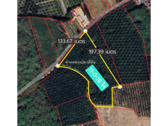 LandForSale!!! ขายที่ดินสวนปาล์มโคกกลอย 11 ไร่ๆละ3.5ล้านบาท