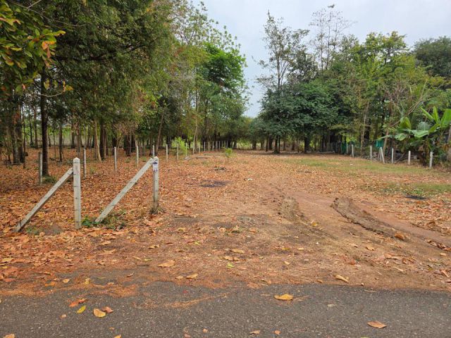 ที่ดิน เนื้อที่ 200 ตรว. ติดถนนลาดยาง ร่มรื่น อากาศดี อยู่ในแหล่งชุมชน เพียง 490,000 บาท️