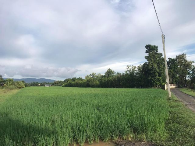 L453-ขายที่นาพร้อมบ้านพัก 2-2-3 ไร่ ต.ขี้เหล็ก อ.แม่ริม จ.เชียงใหม่