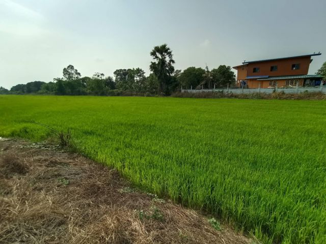 ขายที่ดินใกล้วัดปากกราน อยุธยา เนื้อที่ 5 ไร่ 3 งาน 84 ตร.ว. เหมาะทำการเกษตร หรือสร้างบ้านพัก