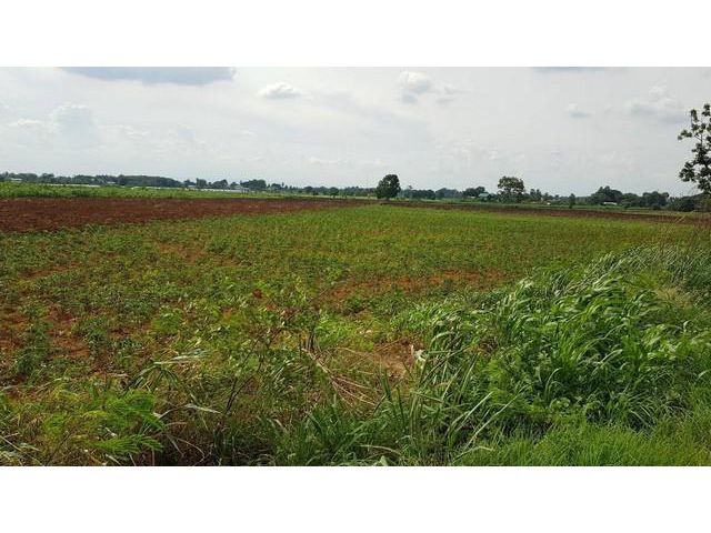 ขายที่ดิน ที่ดิน ตำบลวังม่วง อำเภอวังม่วง จังหวัดสระบุรี