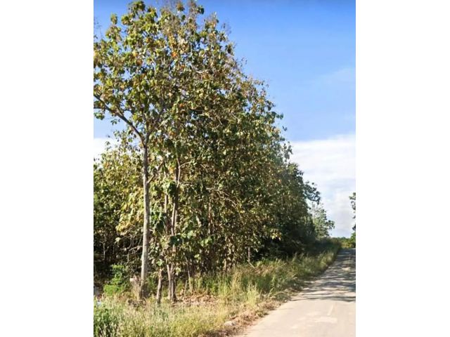 ที่ดินพร้อมสวนสัก ติดถนนลาดยาง กลางชุมชน อยู่อาศัยได้ ขายถูก