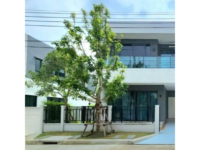 ให้เช่าบ้านเดี่ยว เซ็นโทรบางนา