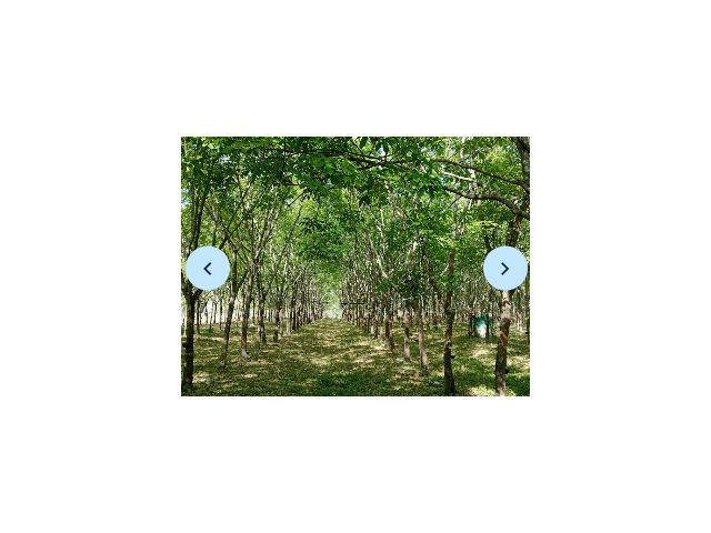 ขายที่ดินสวนยางพารา เจ้าของขายเอง