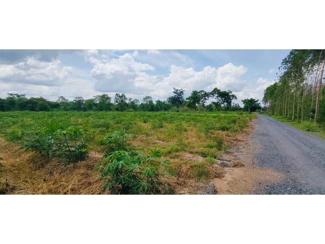 ขายที่ดิน 19-2-47 ไร่ (บ้านสมสนุก) ติดถนนทางหลวงชนบท อ.ศรีบุญเรือง จ.หนองบัวลำภู