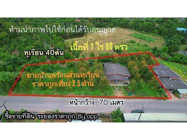 ด่วนขายสวนทุเรียน จ.ระยองราคาถูก   1ไร่  60 ตรว.