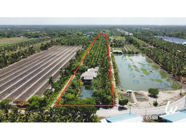 ขายที่ดิน สวนมะพร้าวน้ำหอม ลำใย พร้อมเก็บผลผลิต เจ็ดริ้ว บ้านแพ้ว 7 ไร่ 3 งาน พร้อมบ้าน 1 หลัง สวนติดคลอง