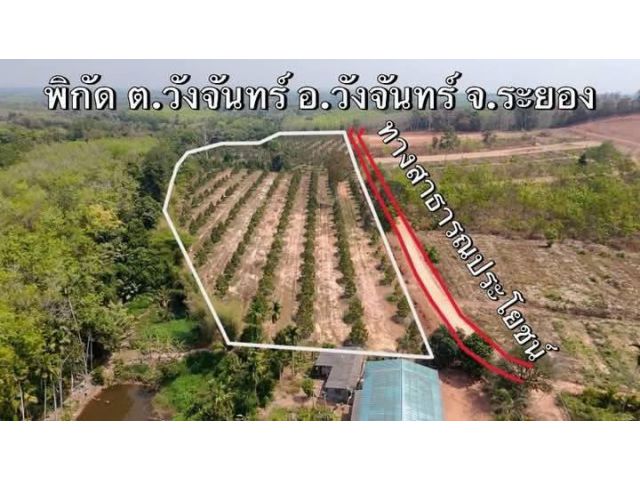 ขายสวนทุเรียนหมอนทอง-ชะนีอายุ15ปีพร้อมเก็บผลผลิตได้แล้ว