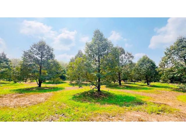 ขายบ้านพร้อมสวนทุเรียนอายุ7-8ปีบ้านแลงจ.ระยอง