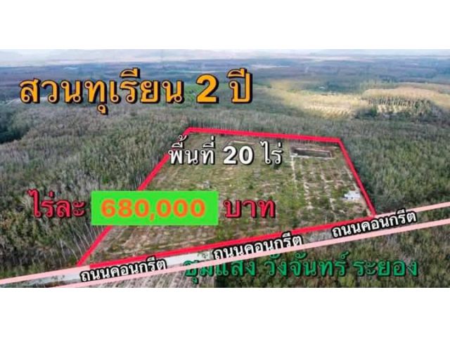 ขายสวนทุเรียนติดถนนคอนกรีตชุมแสงวังจันทร์จ.ระยอง