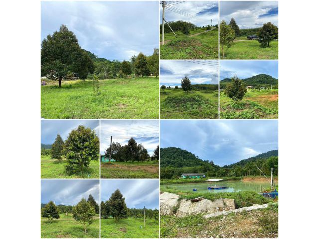 บ้านสวนทุเรียนโฉนด 25 ไร่ ติดคอนกรีต/ที่สวยวิวเขา️