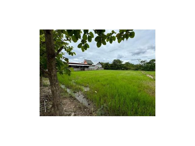 ขายที่ดินราคาถูกมากๆ ต่ำกว่าราคาประเมินเกินครึ่ง นภาธานี หางดง เชียงใหม่