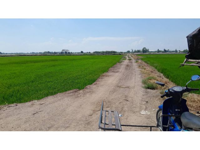 ขายที่ดิน307-ไร่ไร่ละ250000-ติดถนนลาดยาง+คลองดิน อ.บางปลาม่้า จ.สุพรรฯเหมาะทำทุกอย่าง ดินน้ำดีมาก ราคาถูกสุดๆ