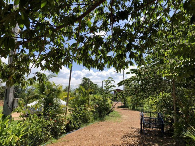 ต้องการขายด่วนนน!! เจ้าของจะรีบย้ายกลับต่างจังหวัดค่ะ เนื้อที่ 4 ไร่ ใกล้อุทยานประวัติศาสตร์ฯ ติดทางหลวง ต.เมืองเก่า สนใจ โทร.มาคุยเงื่อนไขกันนะคะ