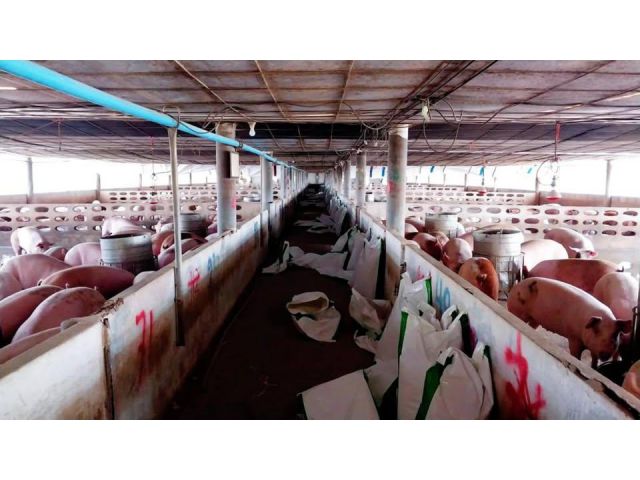 ขายที่ดิน 25 ไร่ พร้อมทำกิจการฟาร์มหมู ต.สามเรือน อ.เมือง ราชบุรี พร้อมทำประชาคม ขายราคาถูก