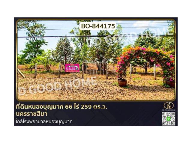 BO-844175 ที่ดินหนองบุญมาก 66 ไร่ 259 ตร.ว. นครราชสีมา ใกล้โรงพยาบาลหนองบุญมาก