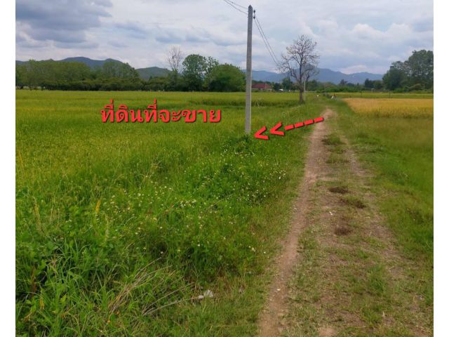 *#ขายที่ดิน6ไร่3งาน71ตร.ว.(ที่นา)อยู่ชุมชนบ้านร้องวัวแดง หมู่ที่7ใกล้กับศูนย์ราชการ อ.สันกำแพง ขายถูกที่สุดในย่านนี้?