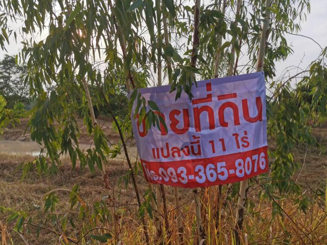 ขายที่นา 11 ไร่