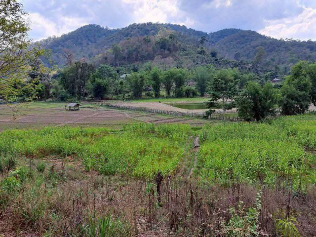 ขายที่นาวิวเปิดเชียงดาววิวดอยหลวงโฉนดพร้อมโอน