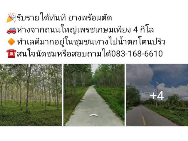 เหลือไร่ละ 2.9 แสนบาท ข ายสวนยาง อยู่ข้างแปลงดาราปลูกทุเรียน พิกัด ฉลุง ใกล้ภาค9 ชานเมืองหาดใหญ่ ติดถนนคอนกรีต​