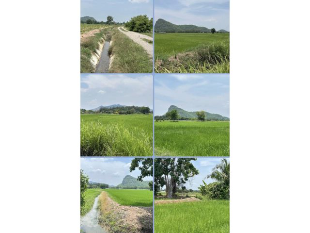 ที่นาสวยมาก