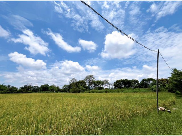 ที่นาวิวสวย บ้านดงเจริญชัย 9 ไร่ 42 ตร.ว. เขต ต.ลวงเหนือ อ.ดอยสะเก็ด จ.เชียงใหม่