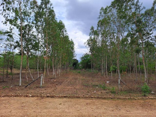 ขายที่ นส.3 ก จำนวน 7 แปลง เนื้อที่ รวม  2 – 3 – 91 ไร่ ม.8 ปากแพรก จัดสรรได้ ใกล้มอเตอร์เวย์