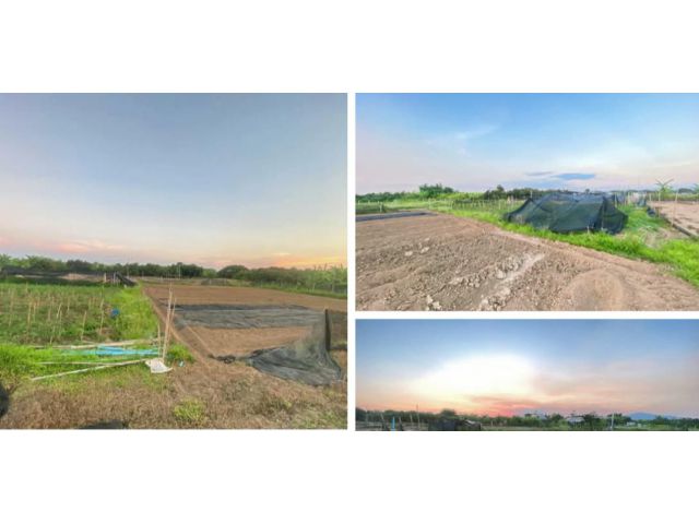 ขายที่ดินตำบลขัวมุงสารภีบ้านไร่ดงโฉนดพร้อมโอน