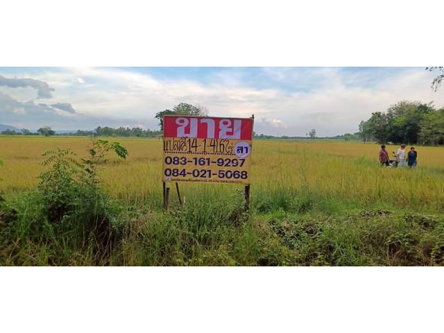 ขายที่นาราคาถูก 14-1-41 ไร่  บ้านบึงกระดาน  เมืองพิษณุโลก