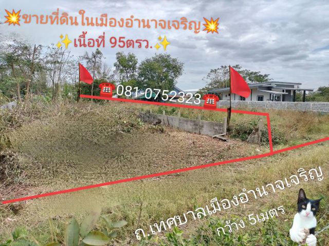 ขายที่ดินแปลงเล็กๆ สวย ๆในเมืองอำนาจเจริญ  95 ตรว.