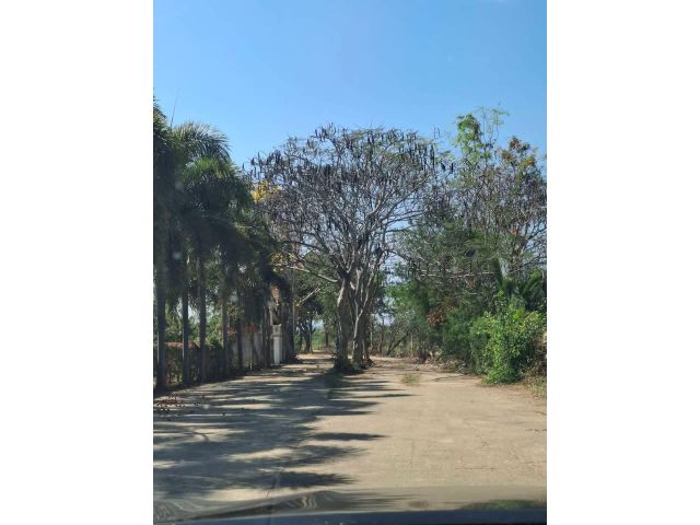 ขายที่ดินติดถนนหลวงเลียบน้ำปิงหางดงโฉนดพร้อมโอน